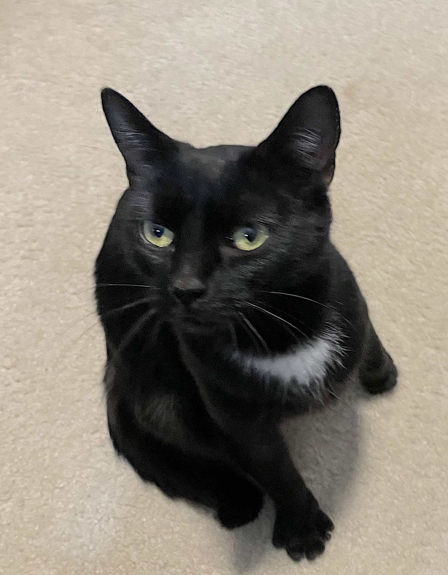 VANTA - Domestic Short Hair available for adoption