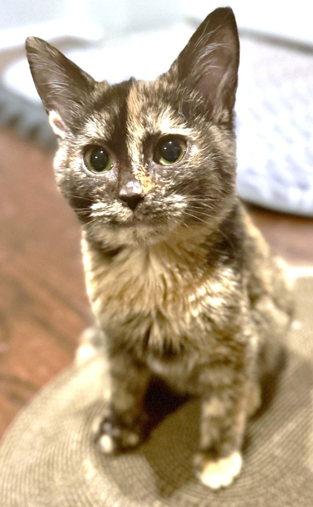 SHELBY - Domestic Short Hair available for adoption