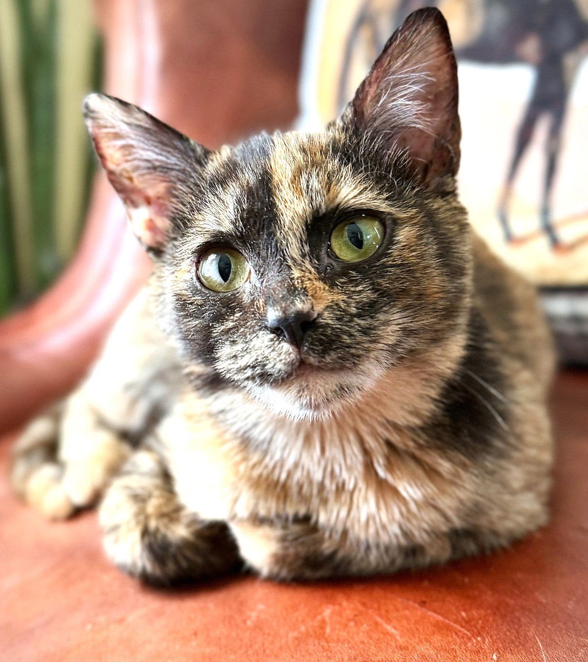 SHELBY - Domestic Short Hair available for adoption