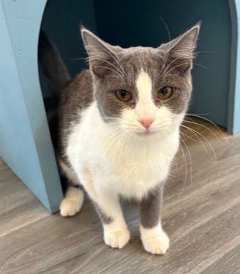 VEE - Domestic Short Hair available for adoption