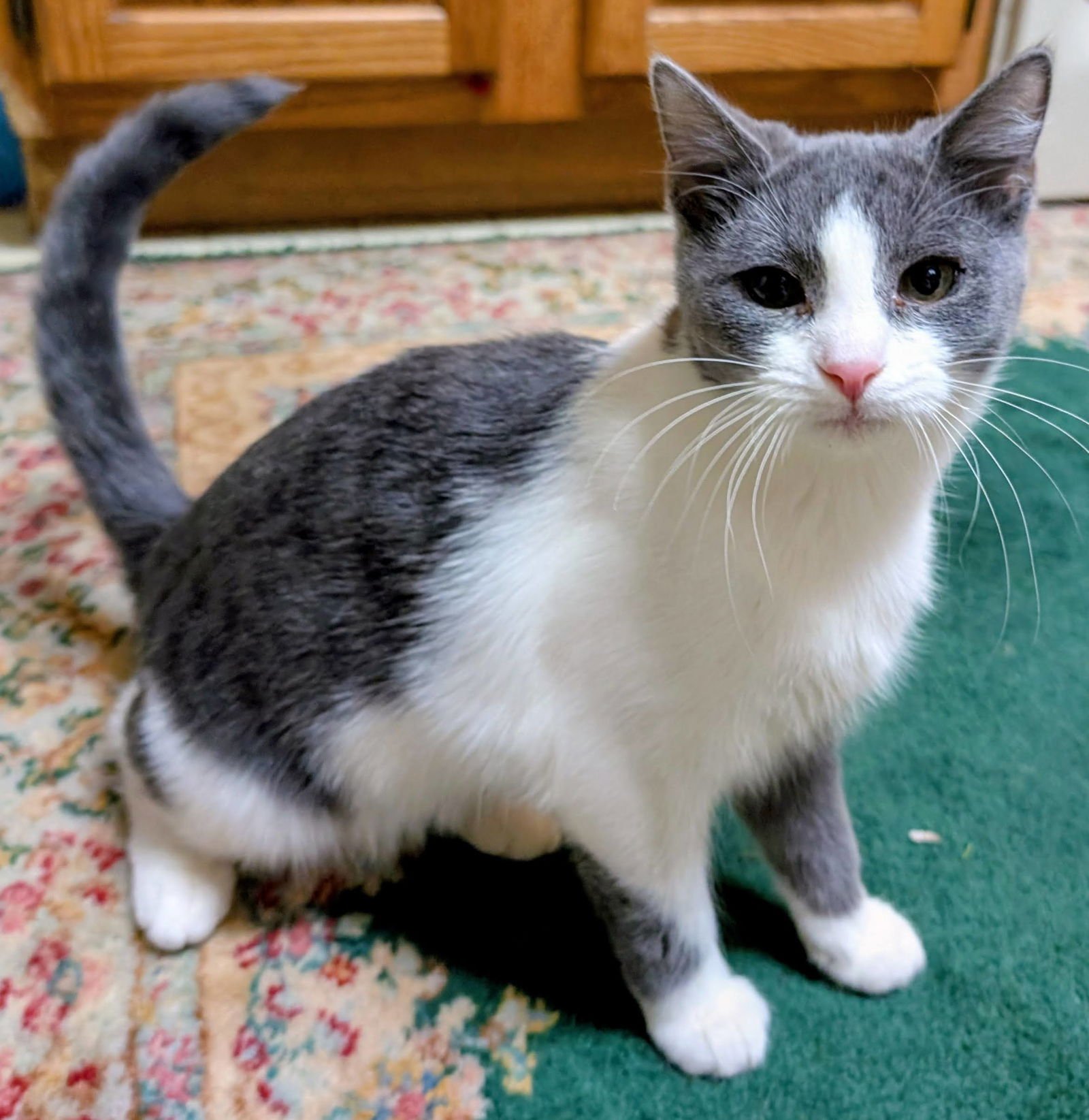 VEE - Domestic Short Hair available for adoption