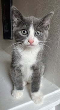 Athena - Photo 1
