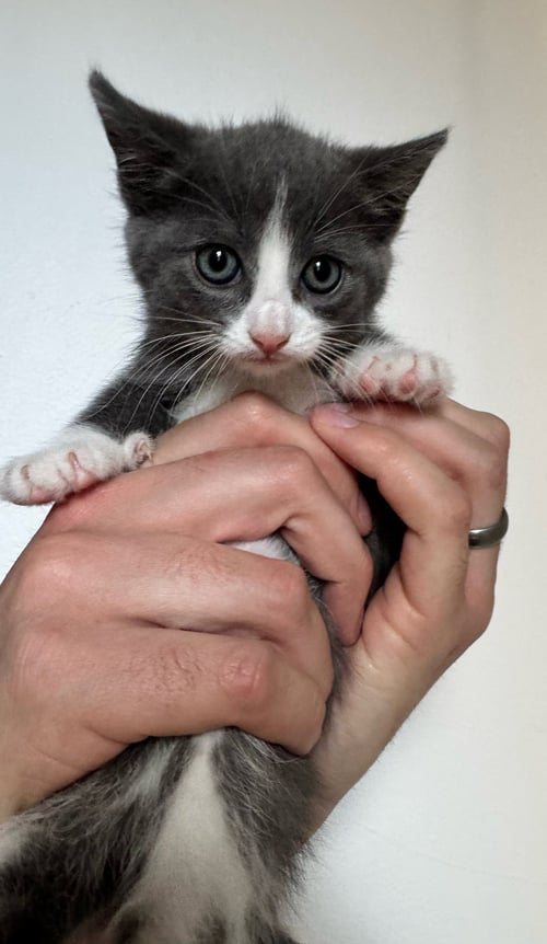 ATHENA - Domestic Short Hair available for adoption