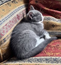 Athena - Photo 3