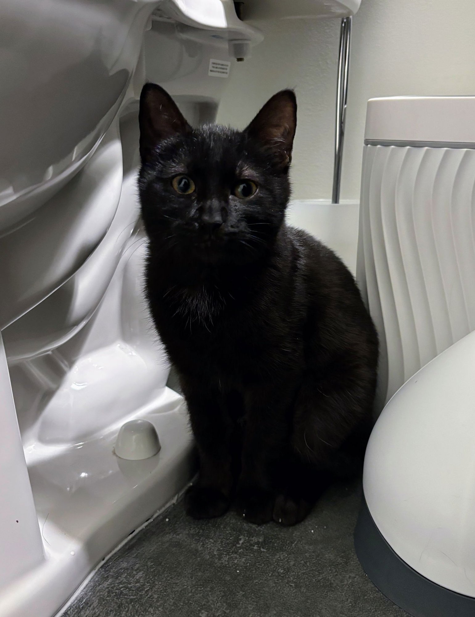SOREN - Domestic Short Hair available for adoption