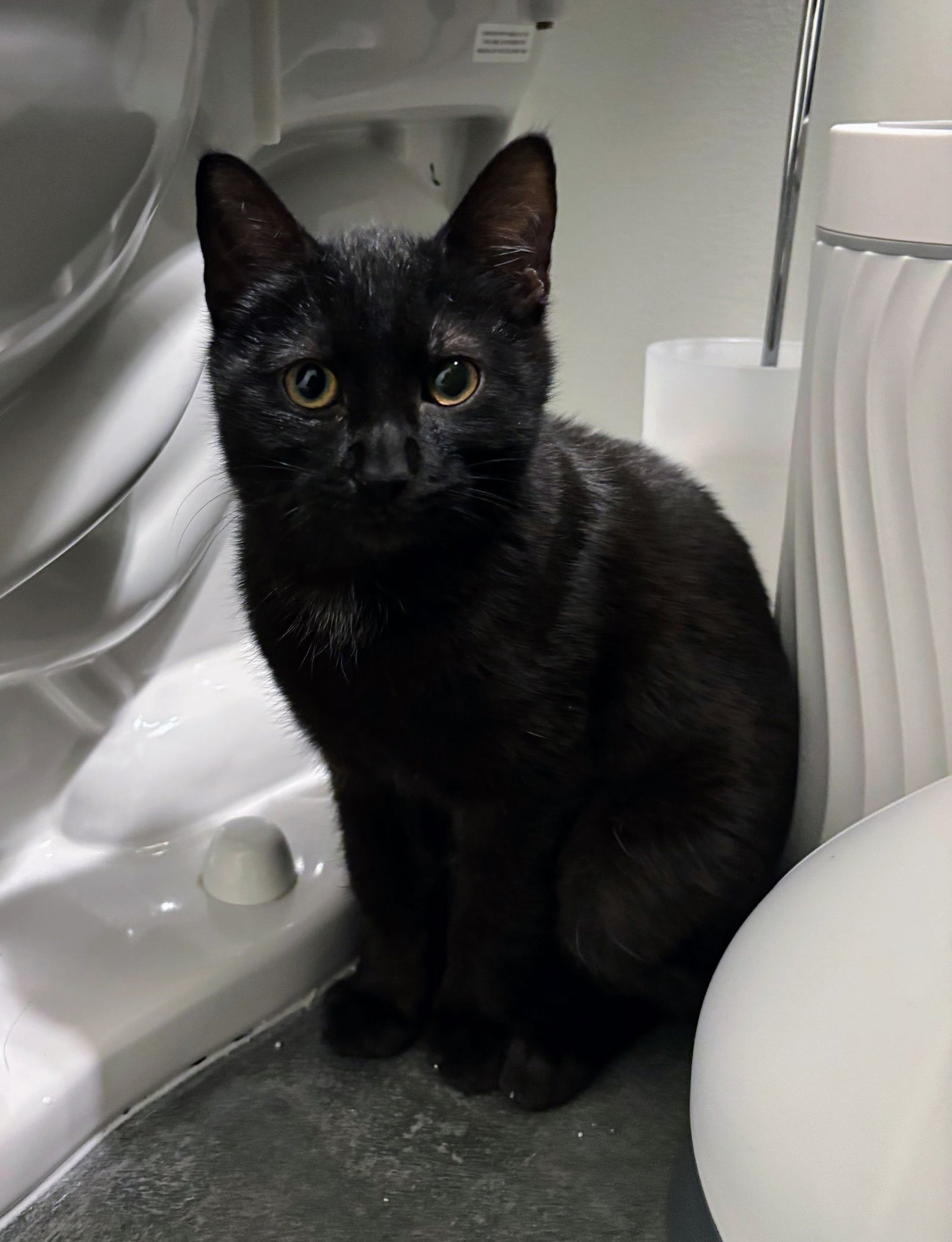 SOREN - Domestic Short Hair available for adoption