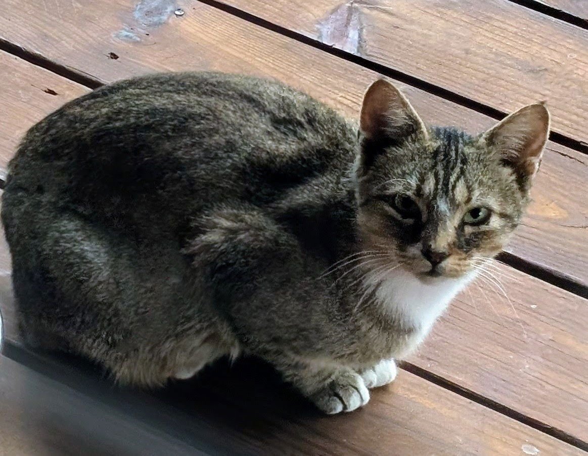 CATHERINE - Domestic Short Hair available for adoption