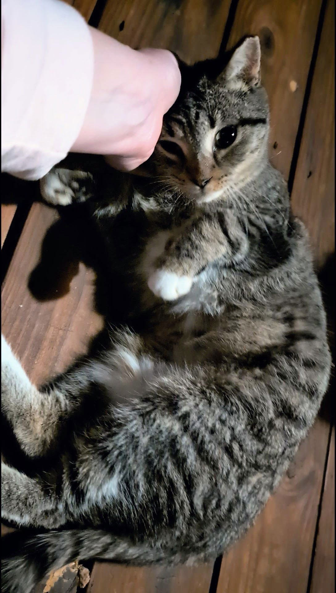 CATHERINE - Domestic Short Hair available for adoption