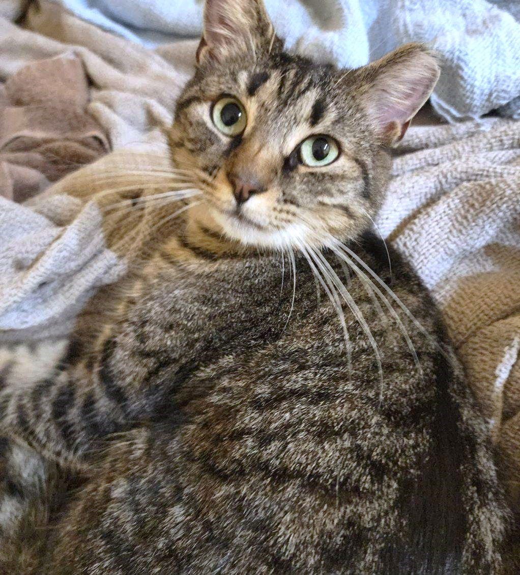 LEA - Domestic Short Hair available for adoption