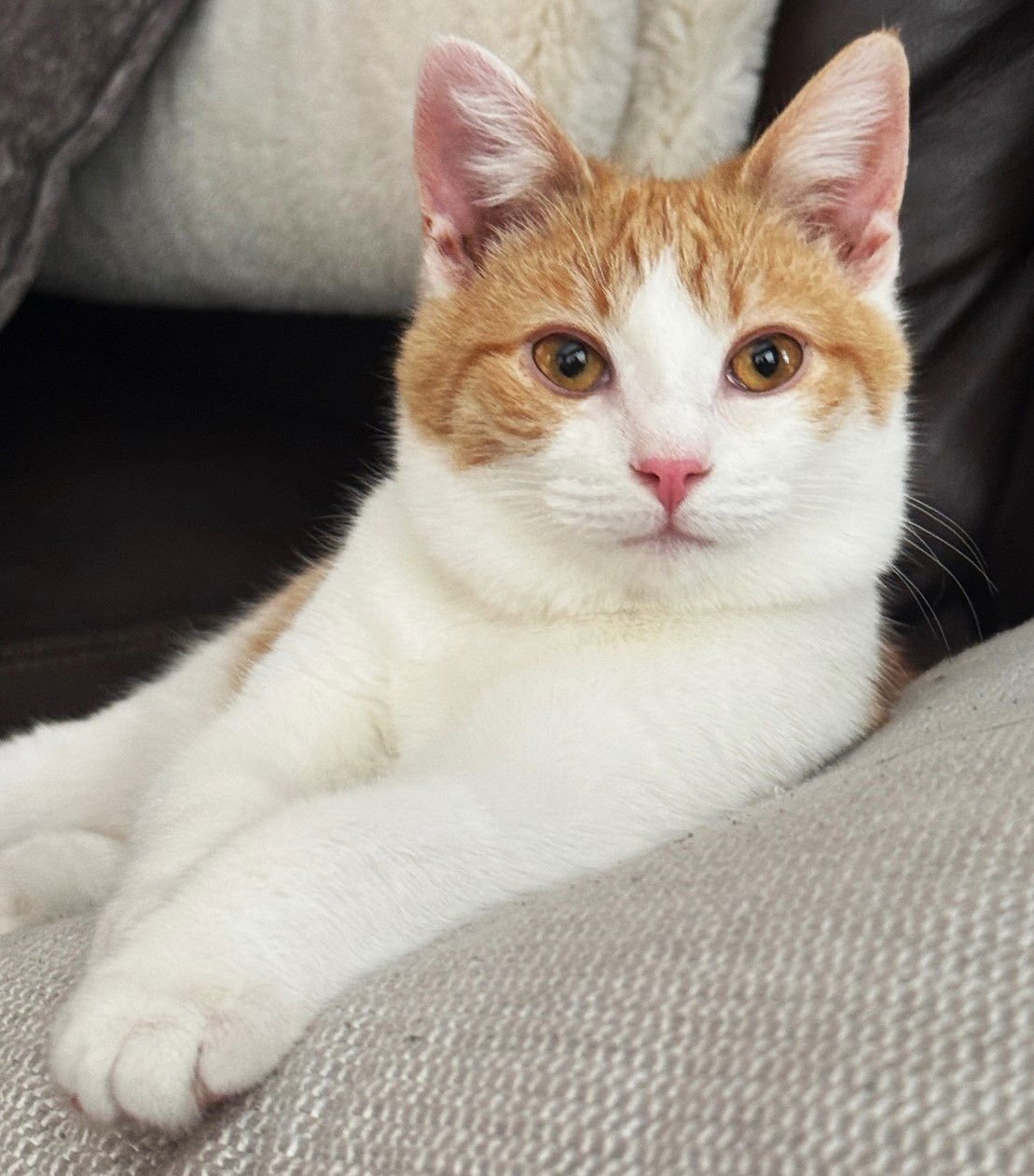 OSCAR - Domestic Short Hair available for adoption