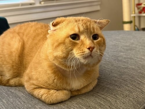 ALFRED - FIV+ - Domestic Short Hair available for adoption