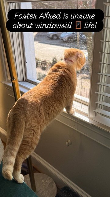 ALFRED - FIV+ - Domestic Short Hair available for adoption