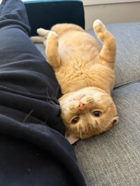 Alfred - FIV+ - Photo 3