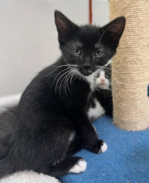 GUPPY - Domestic Short Hair available for adoption