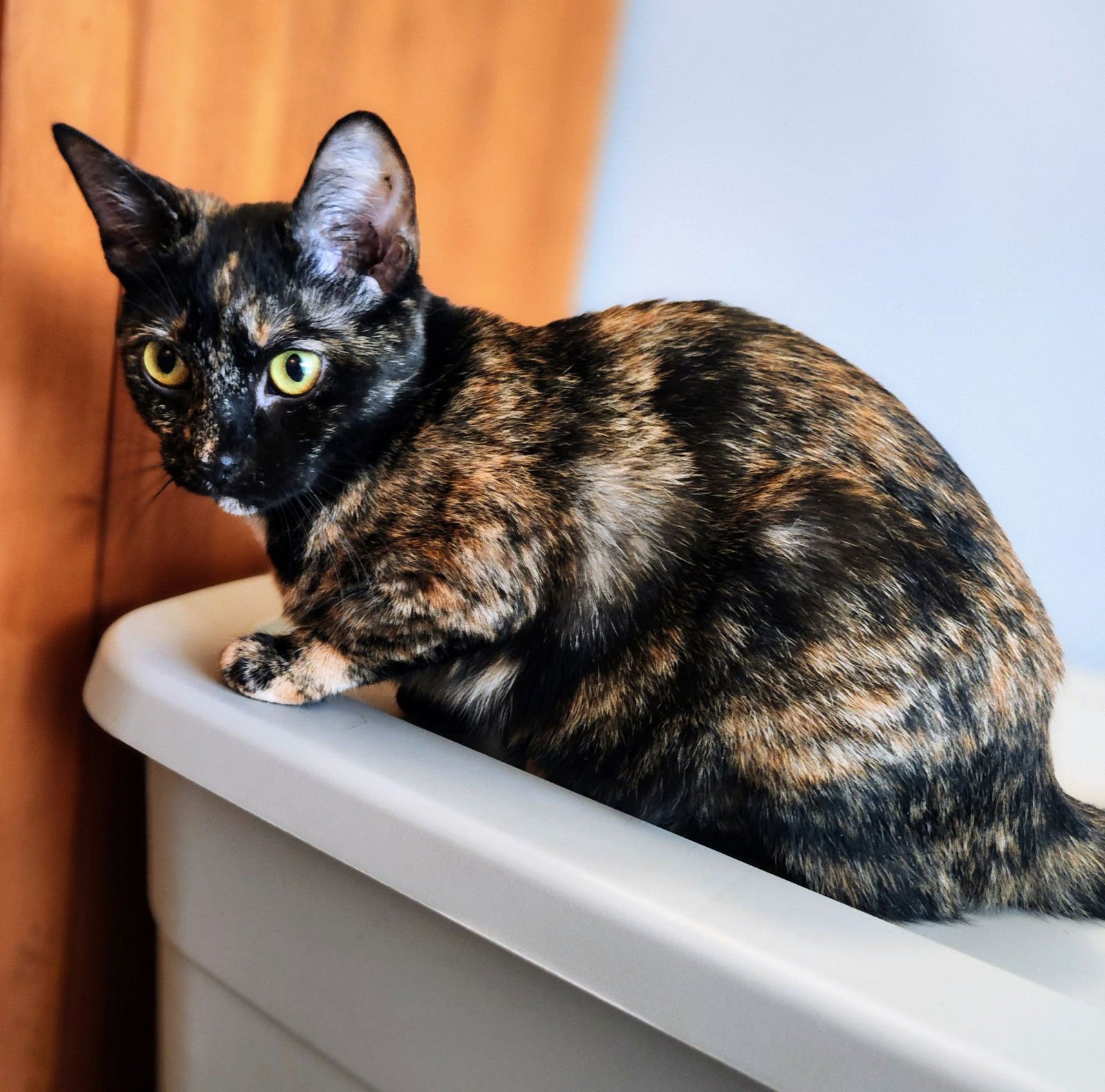 EEVEE - Domestic Short Hair available for adoption