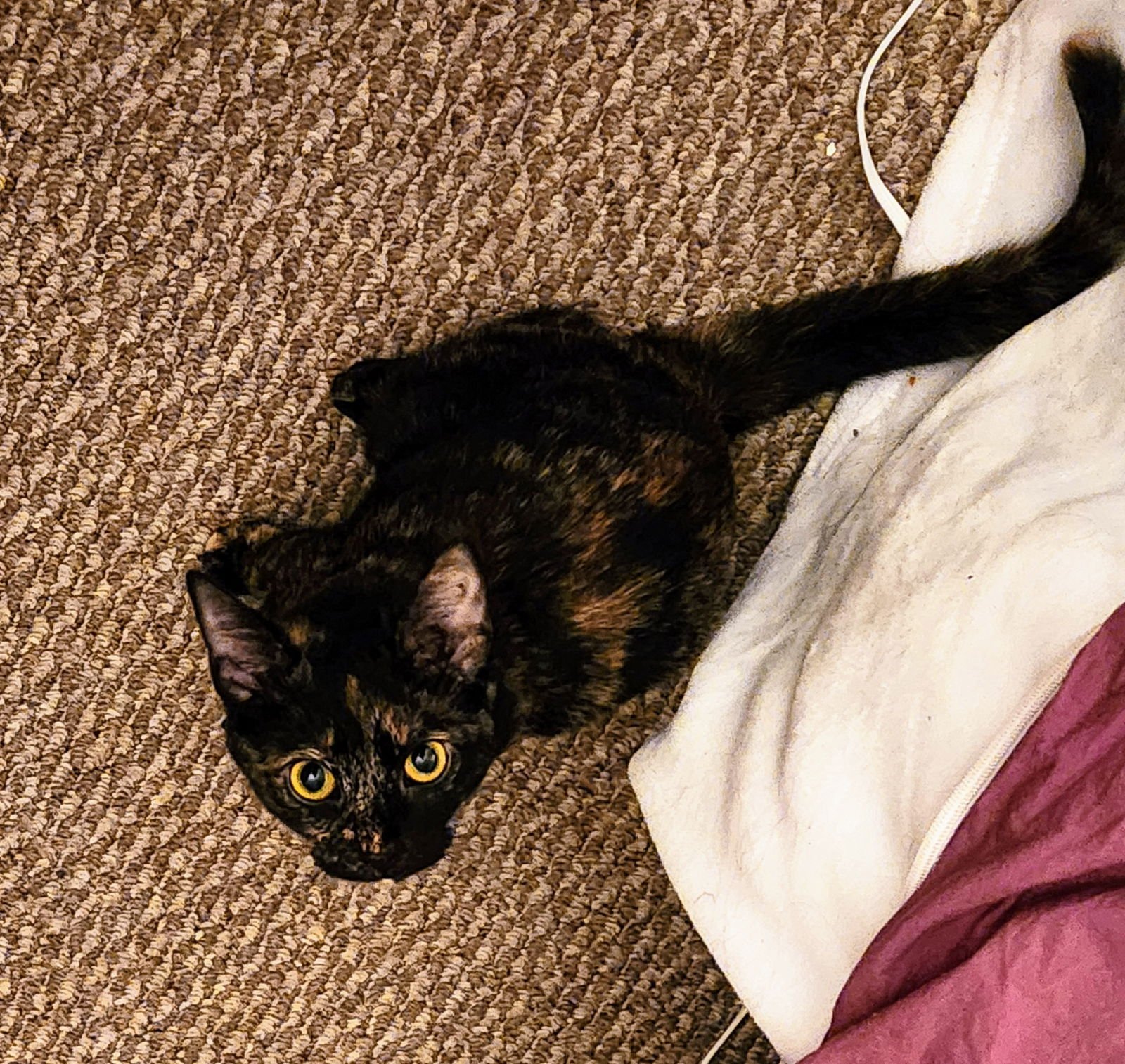 EEVEE - Domestic Short Hair available for adoption