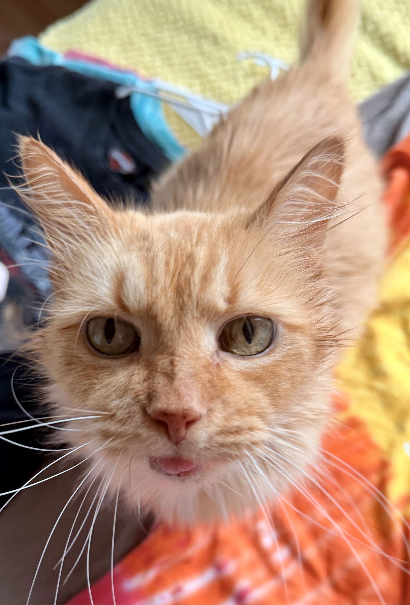 ASHTON - Domestic Medium Hair available for adoption