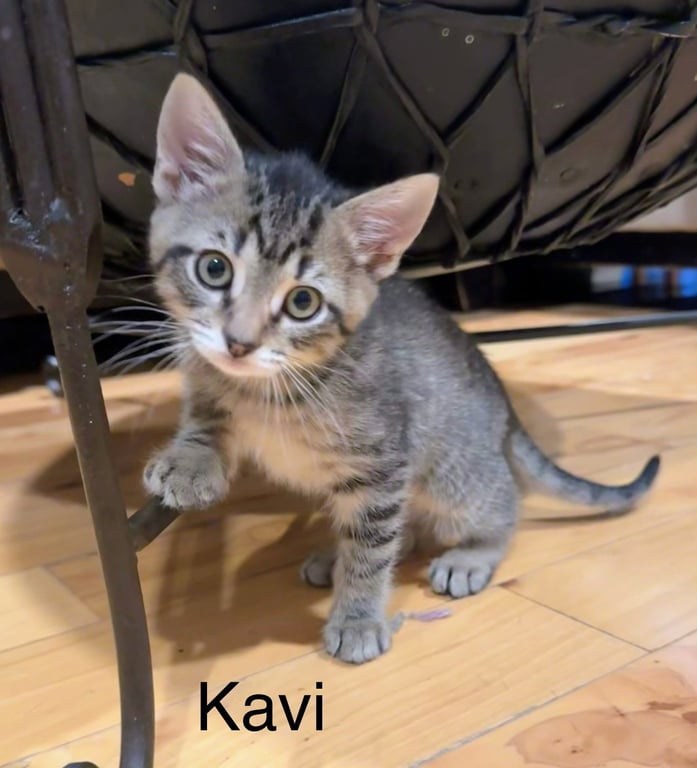 Kavi Image