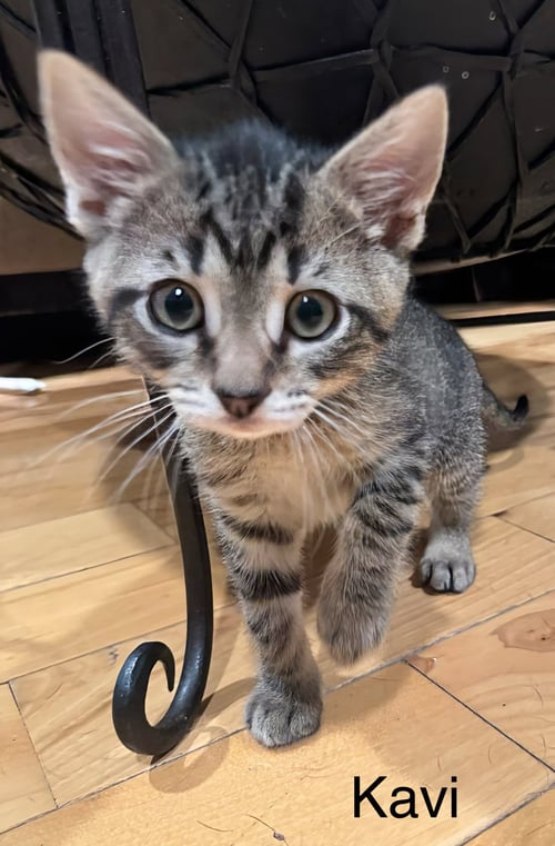 KAVI - Domestic Short Hair available for adoption