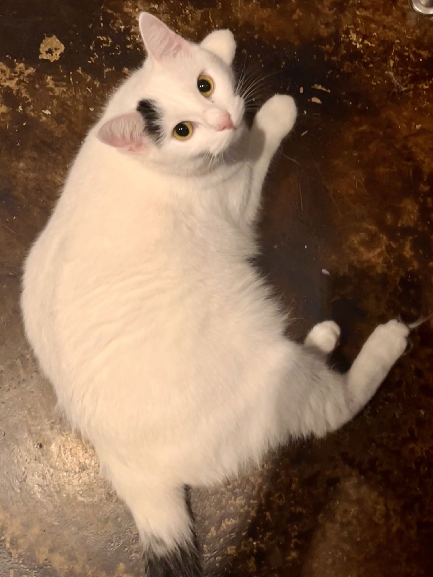 LUNA - Domestic Short Hair available for adoption