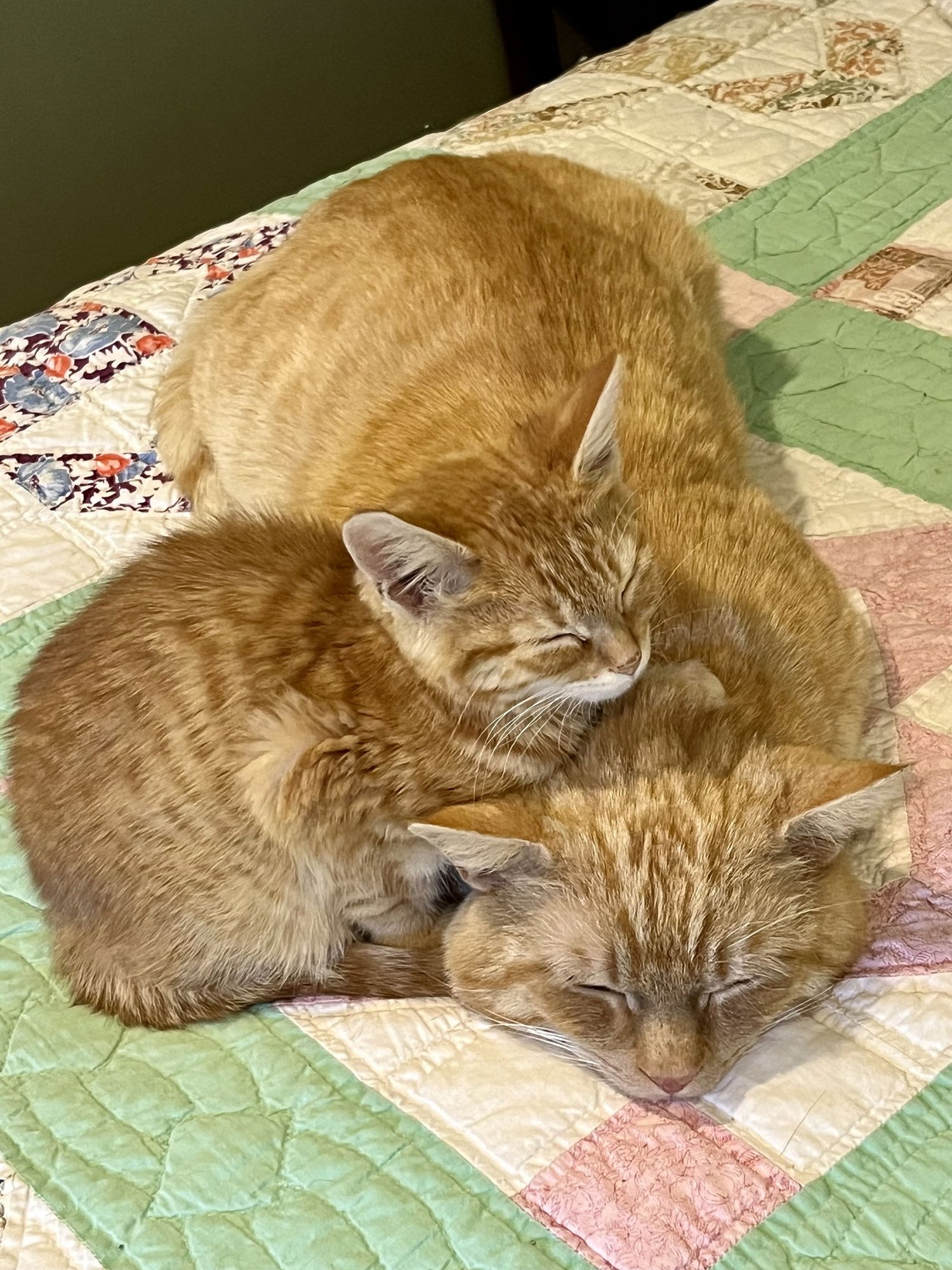 GALWAY - Domestic Short Hair available for adoption