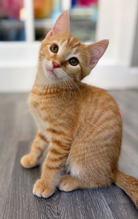 Cheeto Image