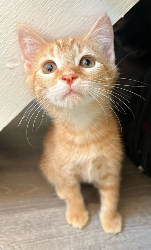 CHEETO - Domestic Short Hair available for adoption