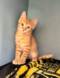 Cheeto - Photo 3