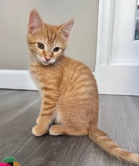 Cheeto - Photo 4