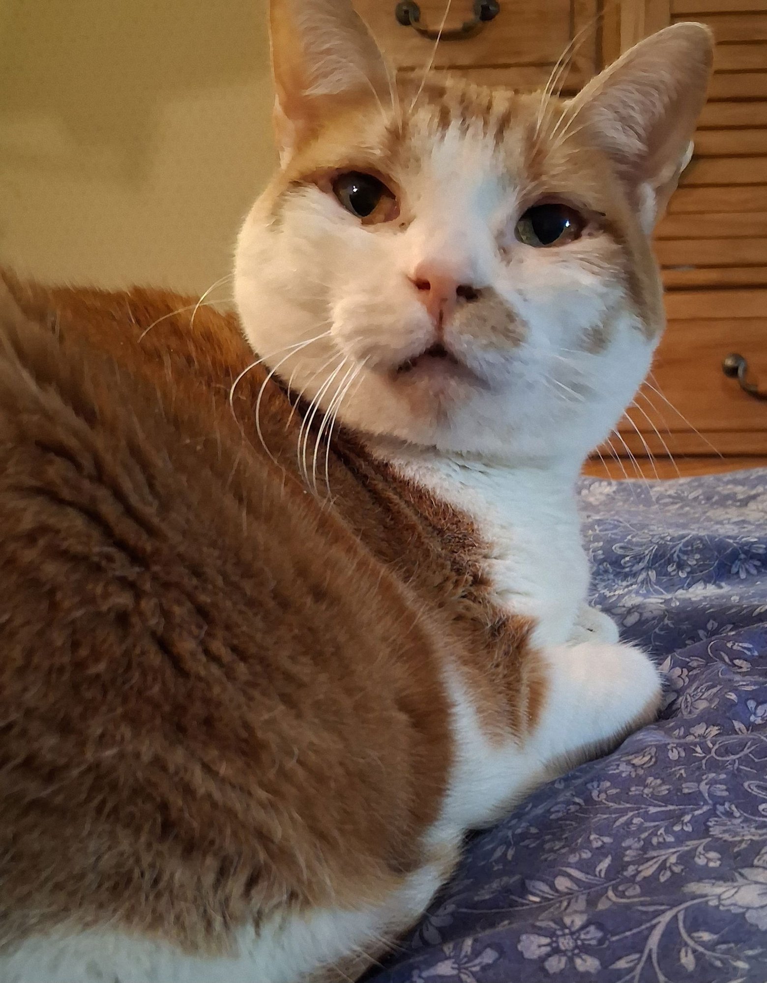 LUCY - Domestic Short Hair available for adoption