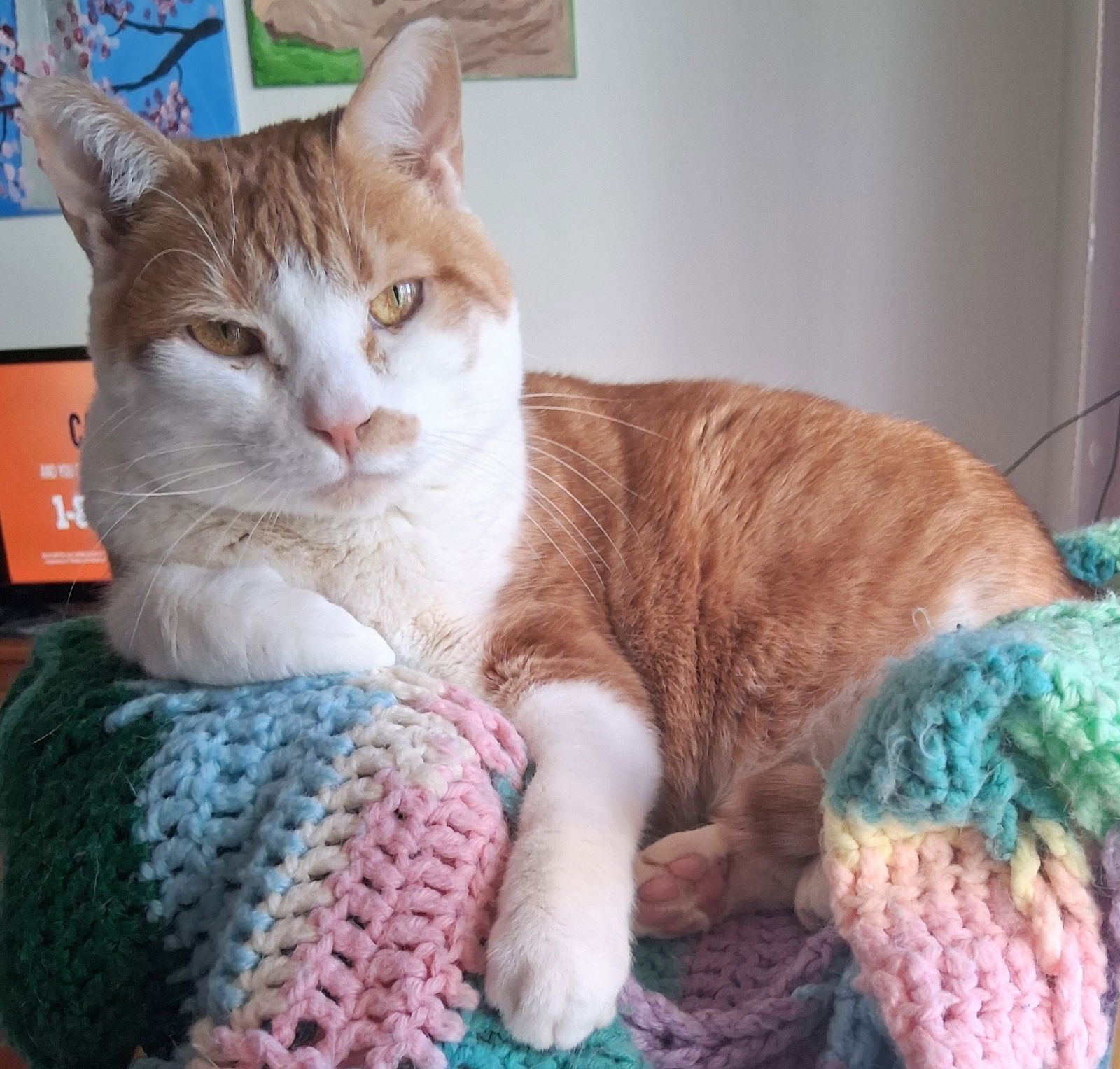 LUCY - Domestic Short Hair available for adoption