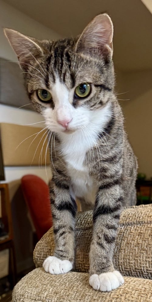 ELARA - Domestic Short Hair available for adoption