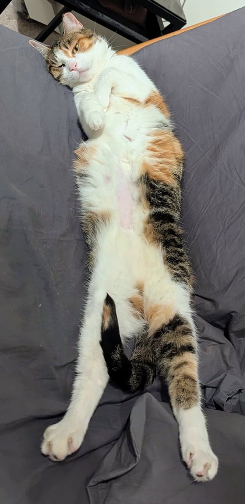 TIGRIS - Domestic Short Hair available for adoption