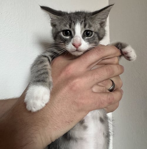 POSEIDON - Domestic Short Hair available for adoption