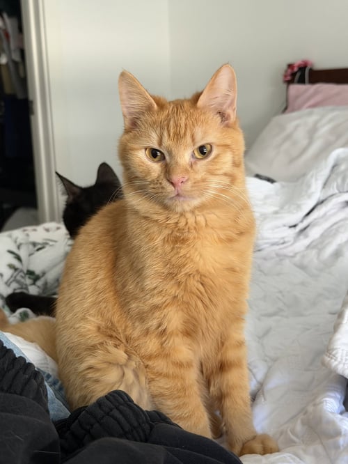 RORY - Domestic Short Hair available for adoption