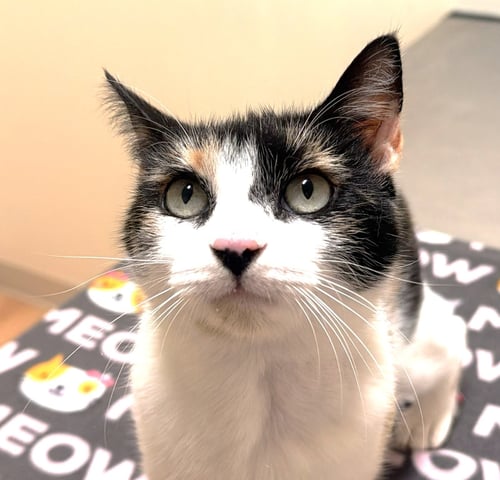 DYLAN - Domestic Short Hair available for adoption