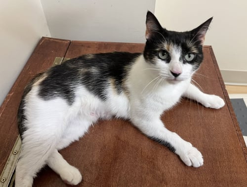 DYLAN - Domestic Short Hair available for adoption