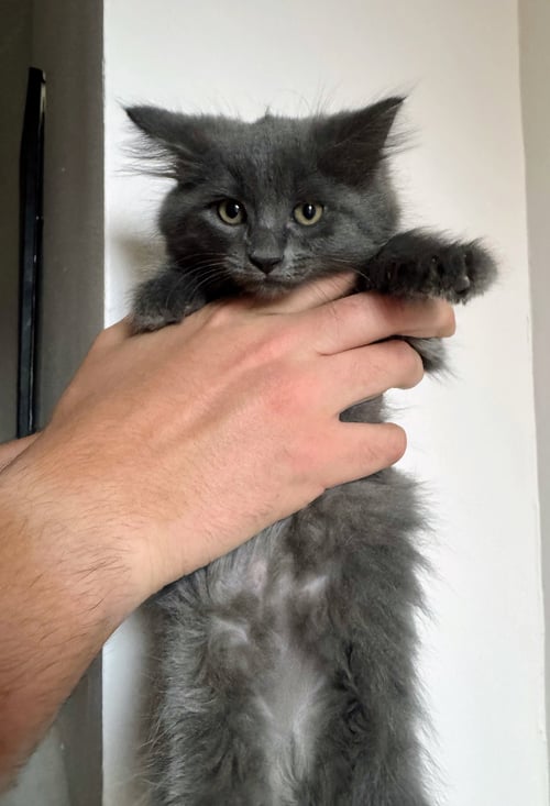 APHRODITE - Domestic Medium Hair available for adoption