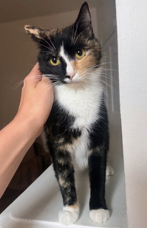 WINNIE - Domestic Short Hair available for adoption
