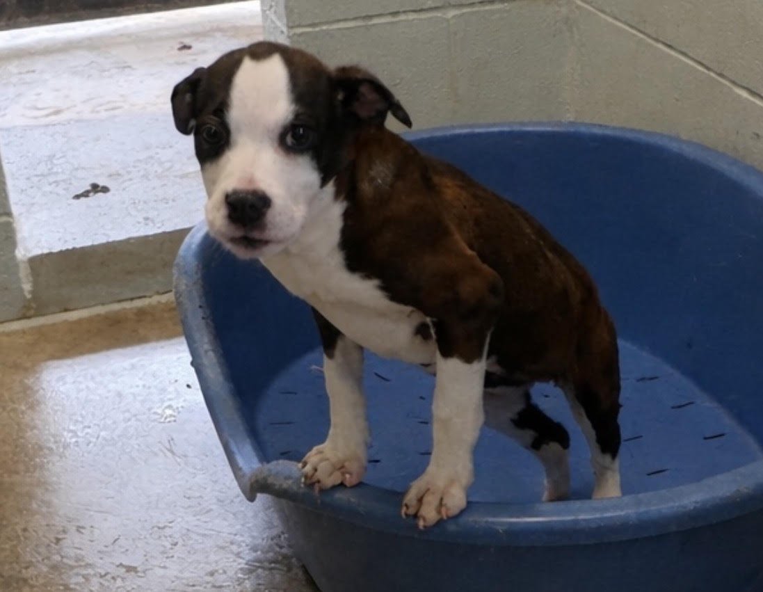 CAPTAIN - Pit Bull Terrier / Australian Cattle Dog/Blue Heeler available for adoption