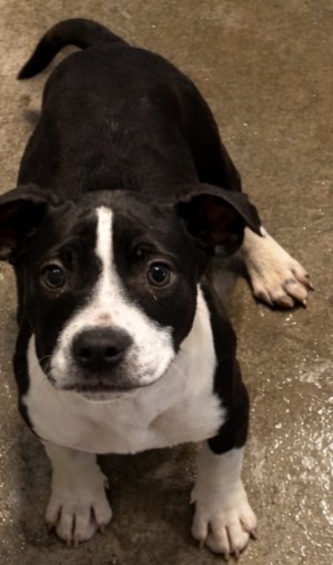 STEWART - Pit Bull Terrier / Australian Cattle Dog/Blue Heeler available for adoption