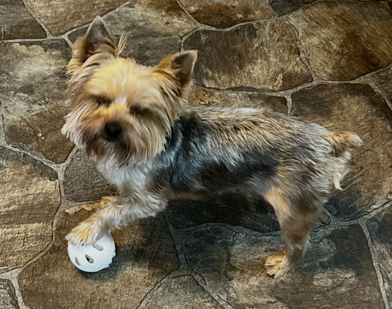 BENTLEY - Yorkshire Terrier Yorkie available for adoption