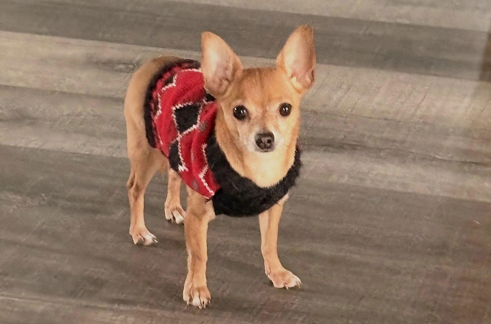 RYDER - Chihuahua available for adoption