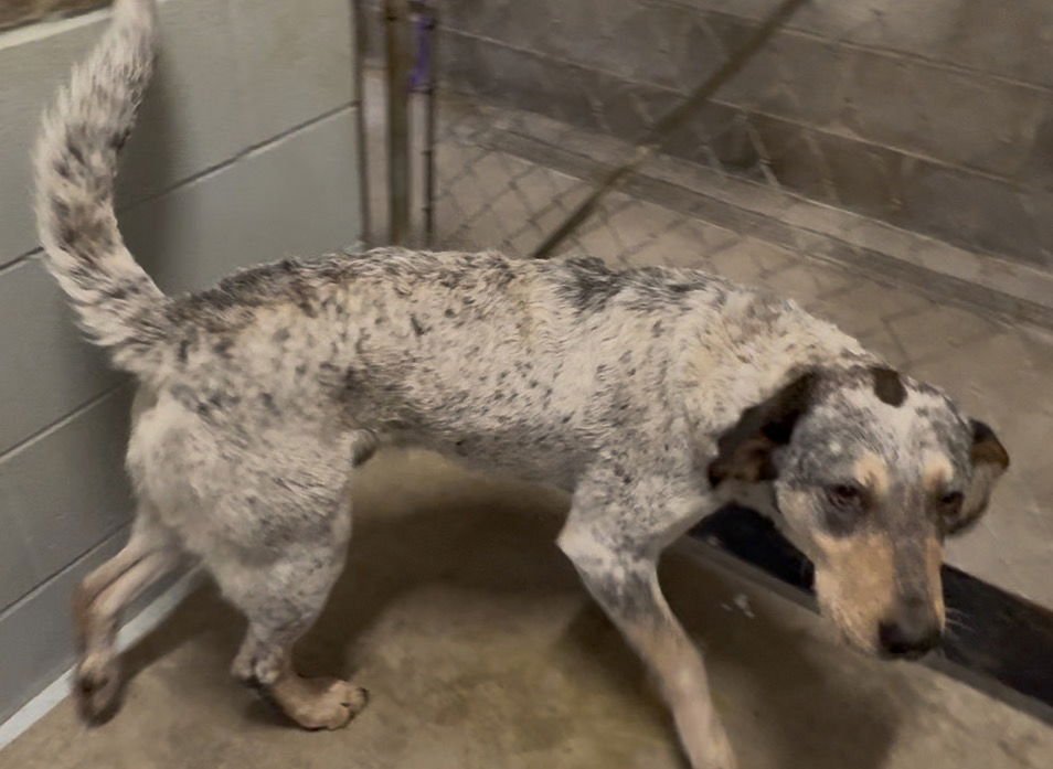 DUSTY - Australian Cattle Dog/Blue Heeler / Coonhound available for adoption