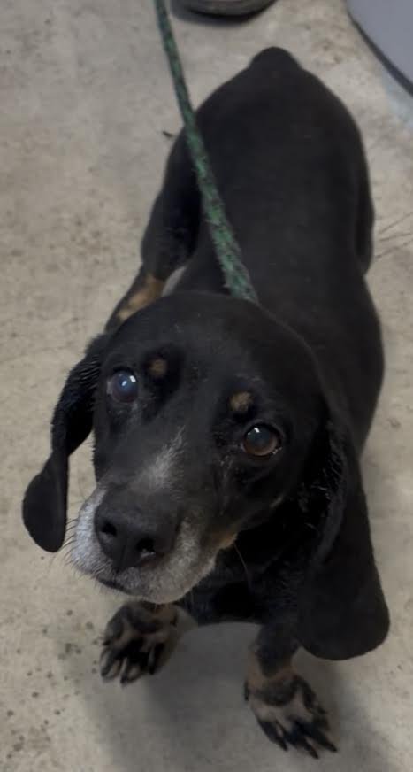 HARVEY - Basset Hound / Dachshund available for adoption