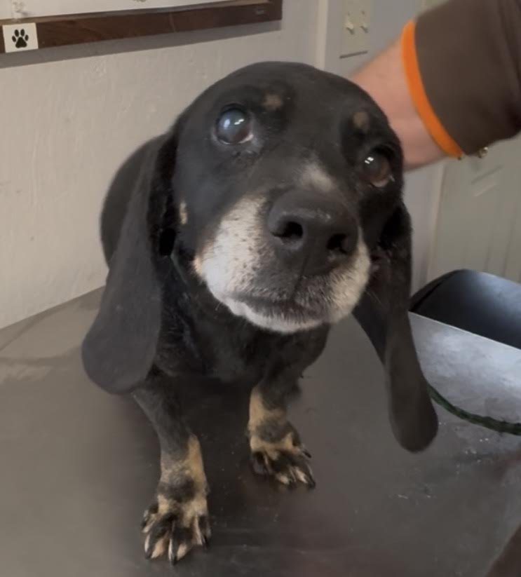HARVEY - Basset Hound / Dachshund available for adoption