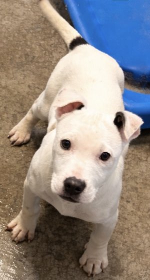 SNOW - Pit Bull Terrier / Australian Cattle Dog/Blue Heeler available for adoption