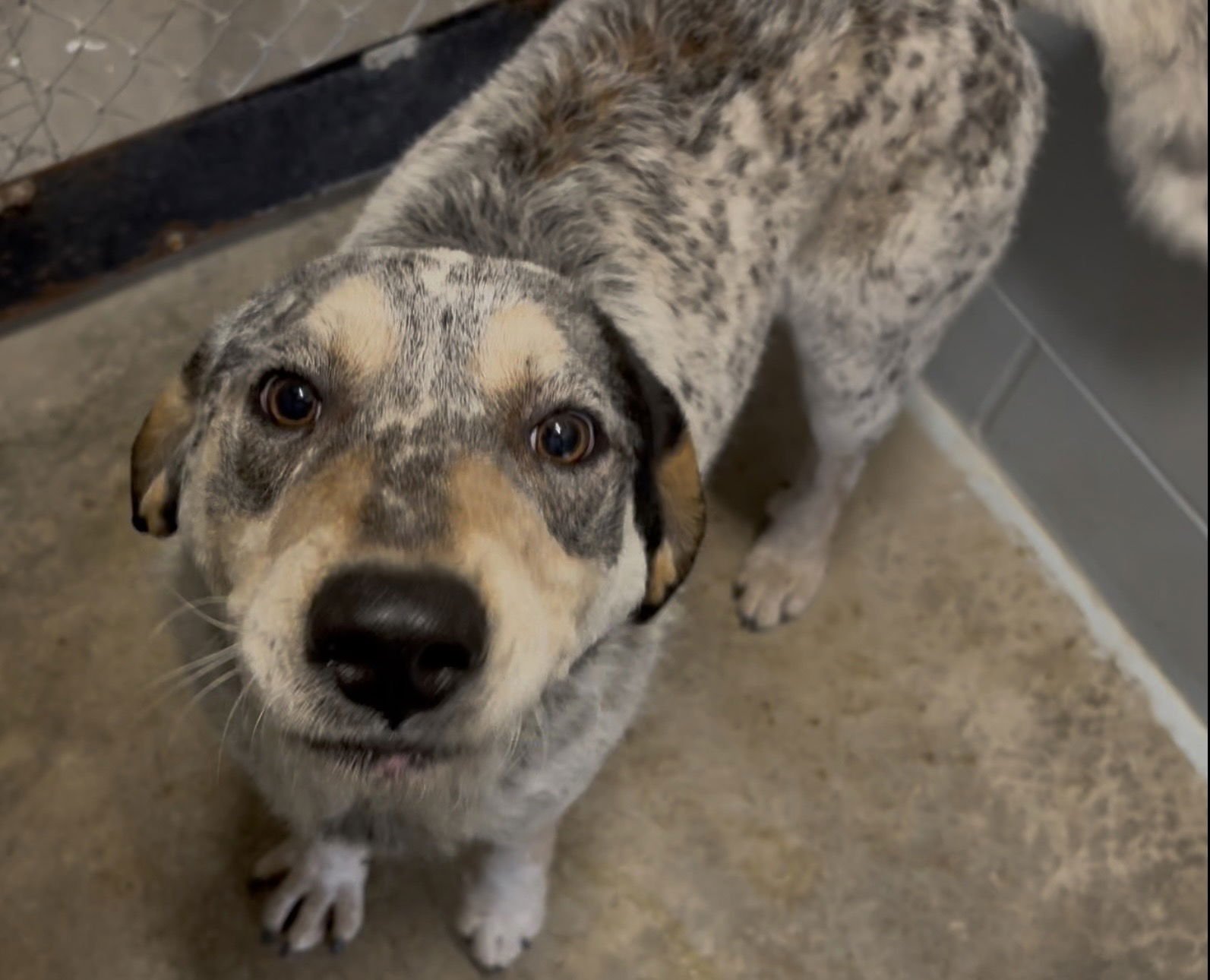 DALLAS - Australian Cattle Dog/Blue Heeler / Coonhound available for adoption