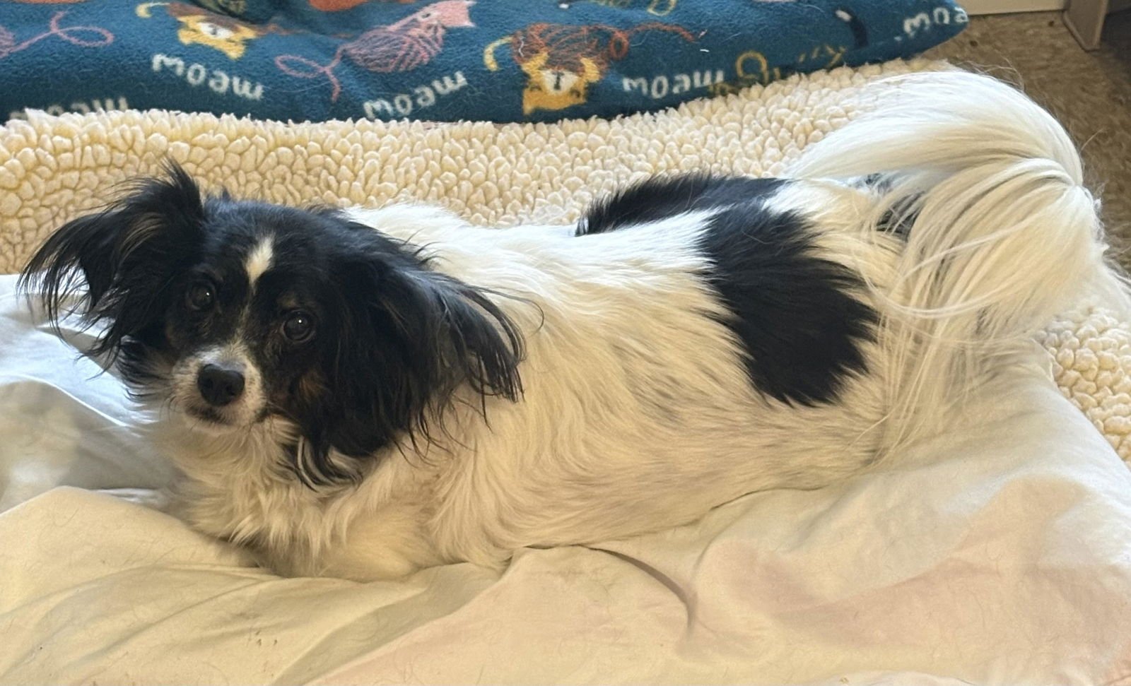LILY L. - Papillon available for adoption