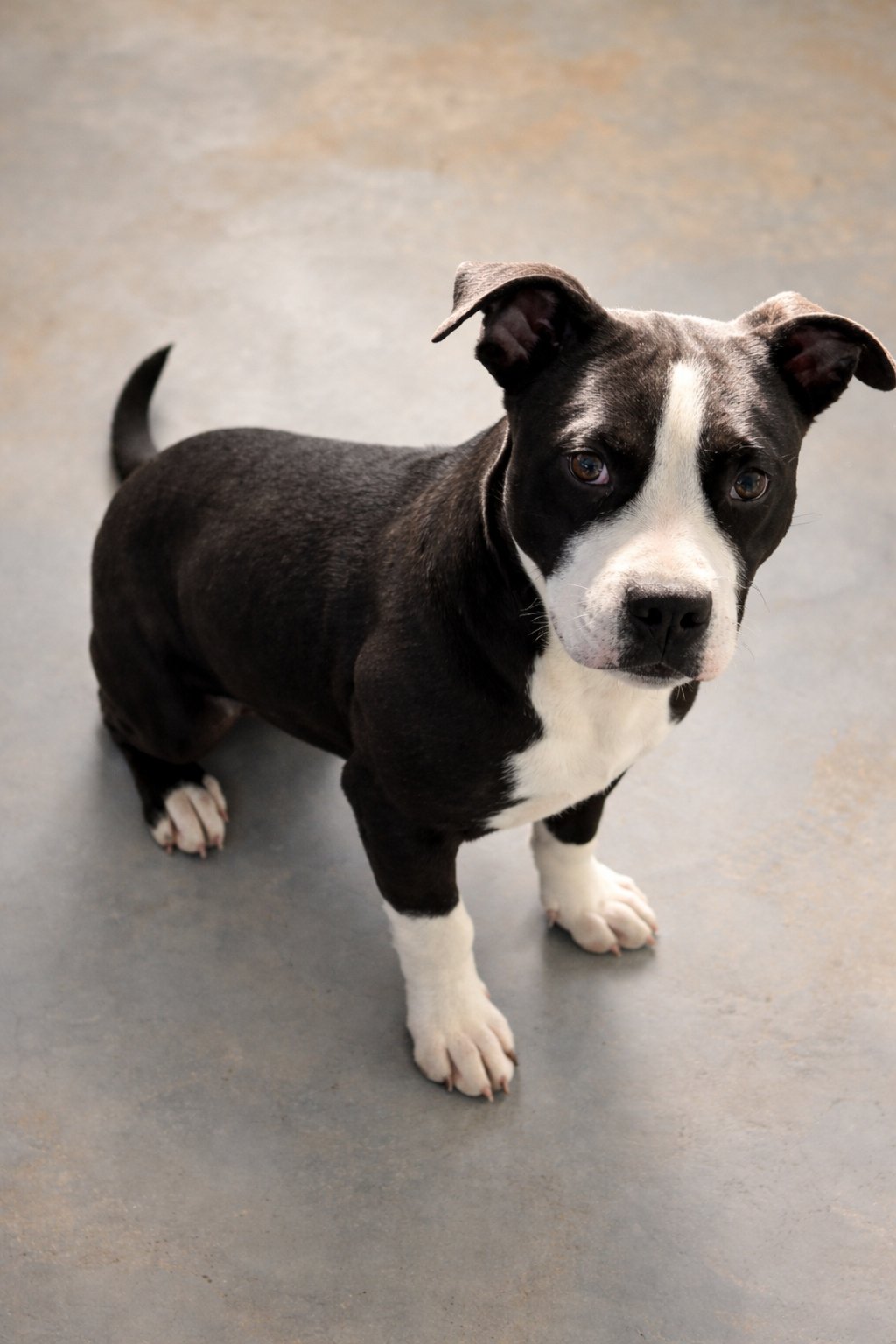 FELIX - Pit Bull Terrier available for adoption